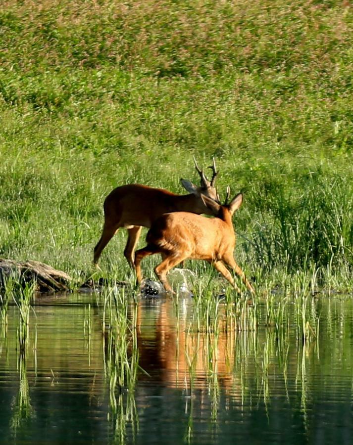 Gite De L'Etang Belval-en-Argonne Dış mekan fotoğraf